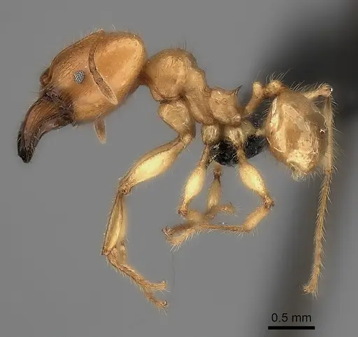 Pheidole bos - CASENT0140662