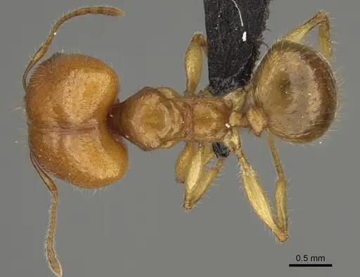 Pheidole bos - CASENT0140684