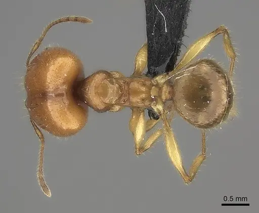 Pheidole bos - CASENT0140684