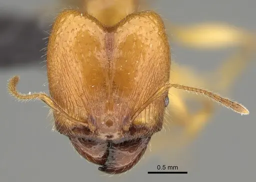 Pheidole bos - CASENT0140684