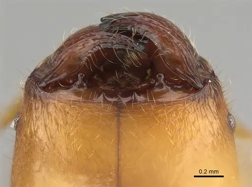 Pheidole bos - CASENT0140684