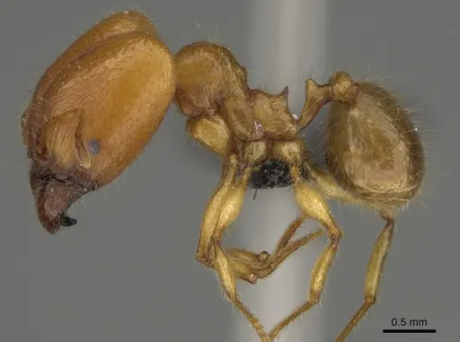 Pheidole bos - CASENT0140684