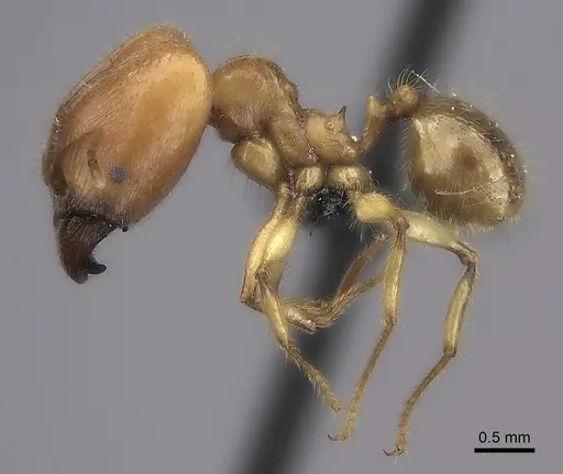 Pheidole bos - CASENT0140684