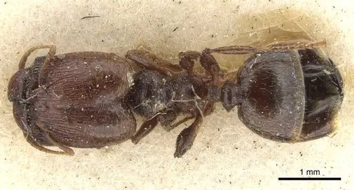 Pheidole bos - CASENT0901546