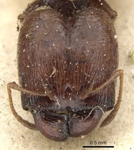 Pheidole bos - CASENT0901546