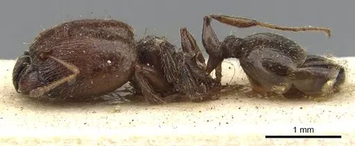 Pheidole bos - CASENT0901546