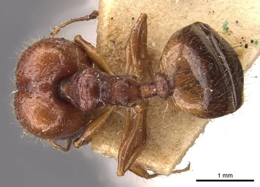 Pheidole bos - CASENT0908011