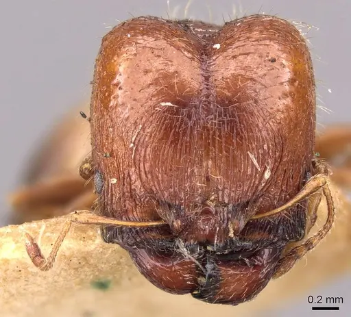 Pheidole bos - CASENT0908011