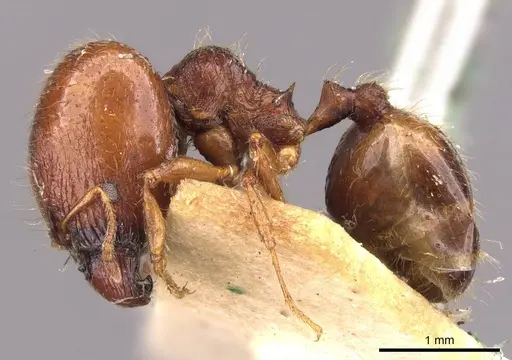 Pheidole bos - CASENT0908011