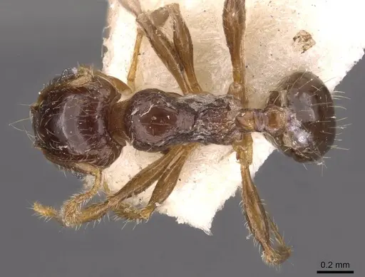 Pheidole bos - CASENT0908012