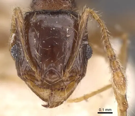 Pheidole bos - CASENT0908012