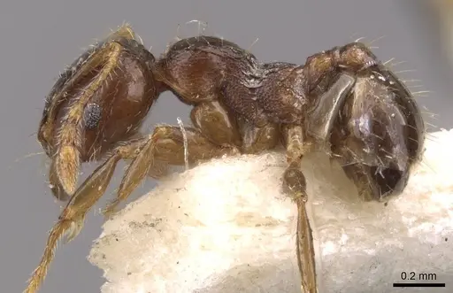 Pheidole bos - CASENT0908012