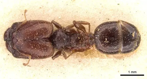 Pheidole bos - CASENT0908029