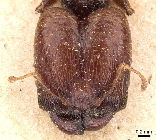 Pheidole bos - CASENT0908029