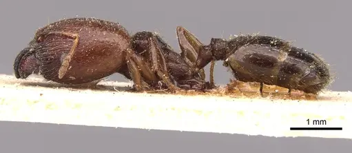 Pheidole bos - CASENT0908029