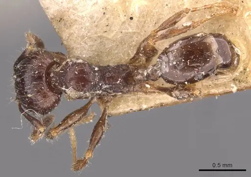 Pheidole bos - CASENT0908030