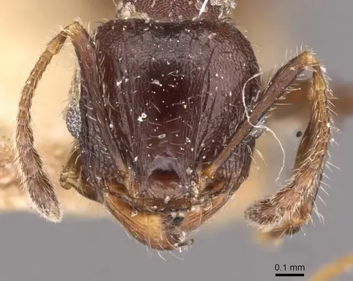 Pheidole bos - CASENT0908030