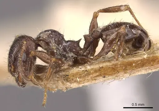 Pheidole bos - CASENT0908030