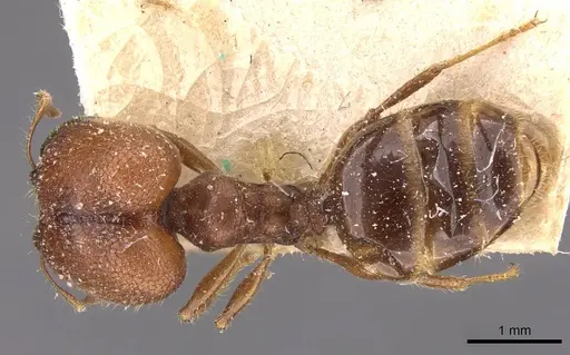 Pheidole bos - CASENT0908031