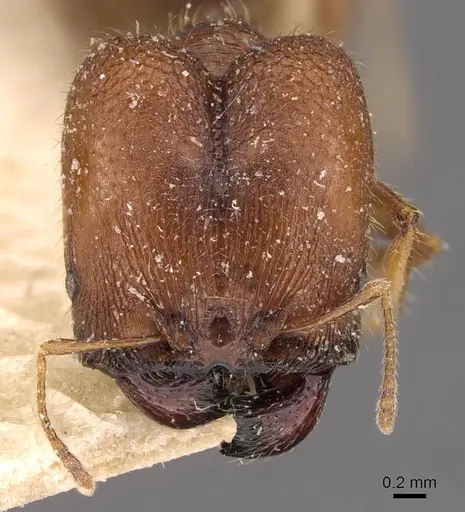 Pheidole bos - CASENT0908031