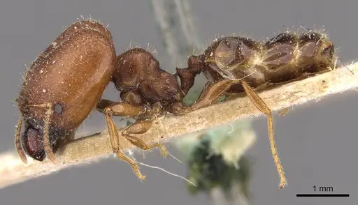 Pheidole bos - CASENT0908031