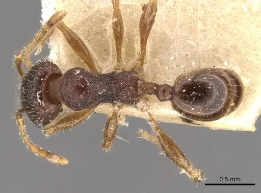 Pheidole bos - CASENT0908032