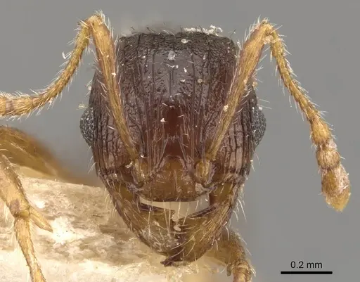 Pheidole bos - CASENT0908032