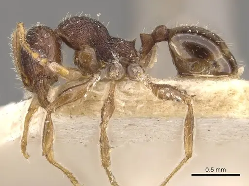 Pheidole bos - CASENT0908032