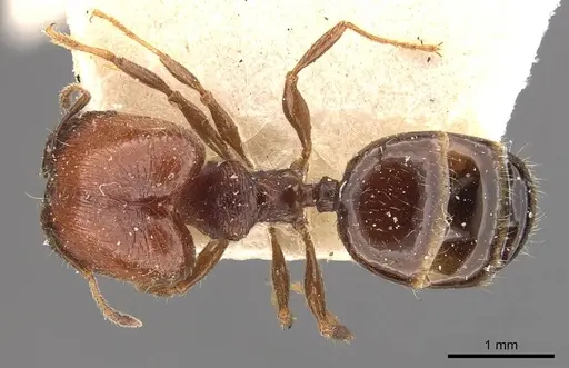 Pheidole bos - CASENT0908033