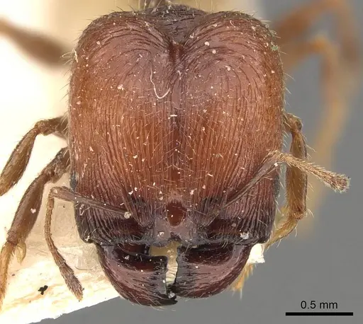 Pheidole bos - CASENT0908033
