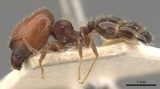 Pheidole bos - CASENT0908033
