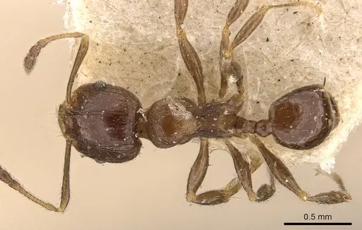 Pheidole bos - CASENT0908034