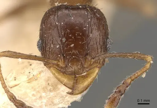 Pheidole bos - CASENT0908034