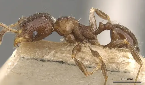 Pheidole bos - CASENT0908034