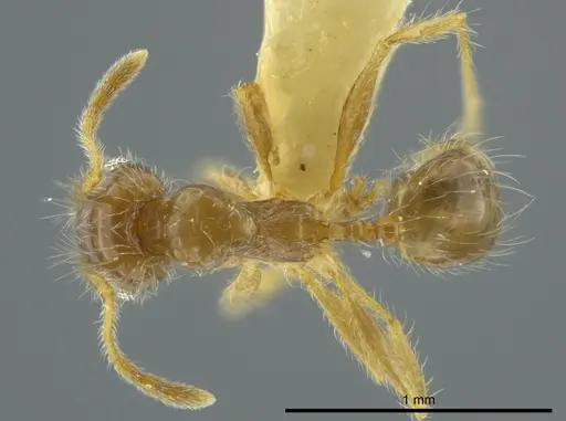 Pheidole brachyops specimen