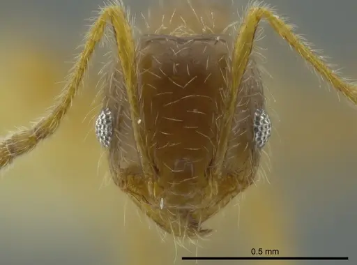 Pheidole brachyops specimen
