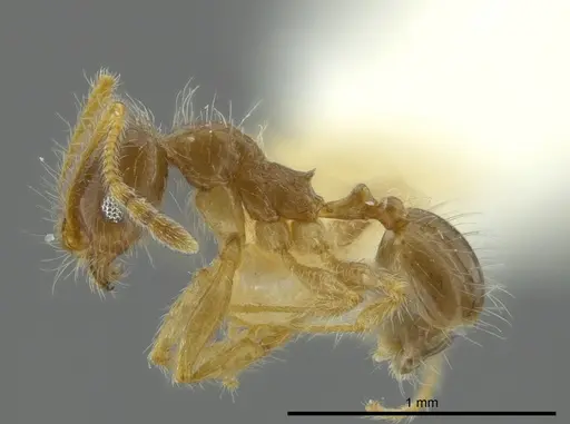 Pheidole brachyops specimen
