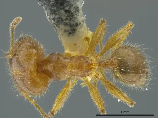 Pheidole brachyops - INBIOCRI002279627