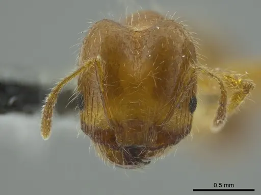 Pheidole brachyops - INBIOCRI002279627