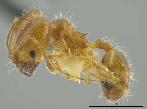 Pheidole brachyops - INBIOCRI002279627