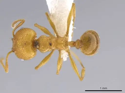 Pheidole brandaoi specimen