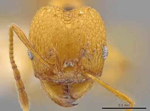 Pheidole brandaoi specimen