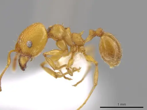 Pheidole brandaoi specimen