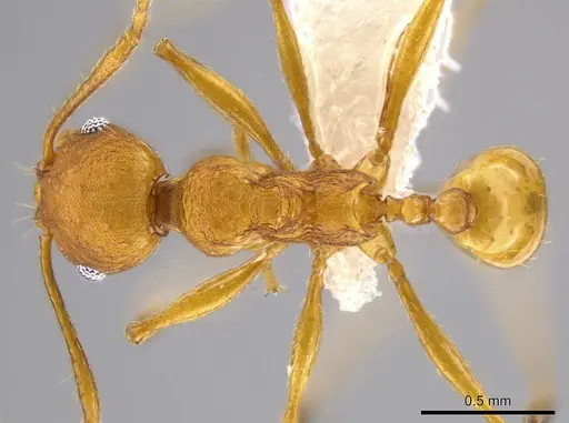 Pheidole brandaoi - CASENT0611587