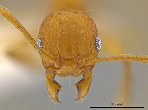 Pheidole brandaoi - CASENT0611587