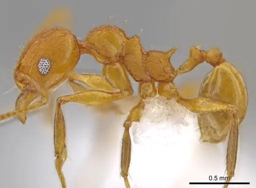 Pheidole brandaoi - CASENT0611587