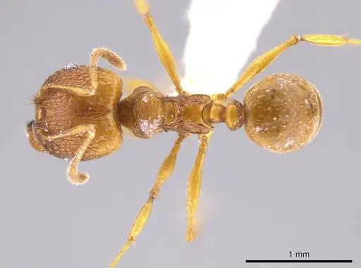 Pheidole brandaoi - CASENT0618082