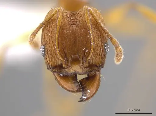 Pheidole brandaoi - CASENT0618082