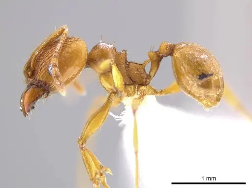 Pheidole brandaoi - CASENT0618082