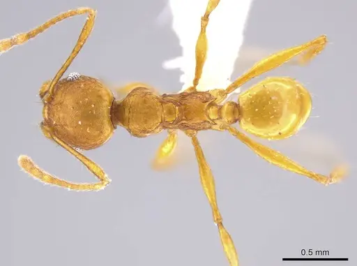Pheidole brandaoi - CASENT0618083